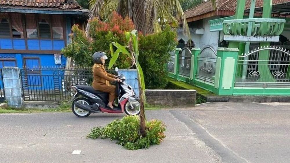 Sindir Pemerintah? Warga Prabumulih Tanam Pohon Pisang di Jalan Berlobang