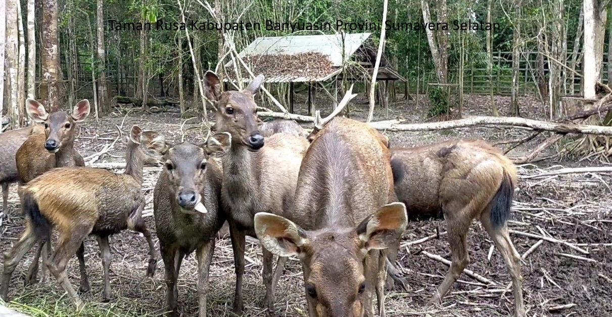 Taman Rusa Banyuasin: Destinasi Ekowisata Menarik di Pangkalan Balai