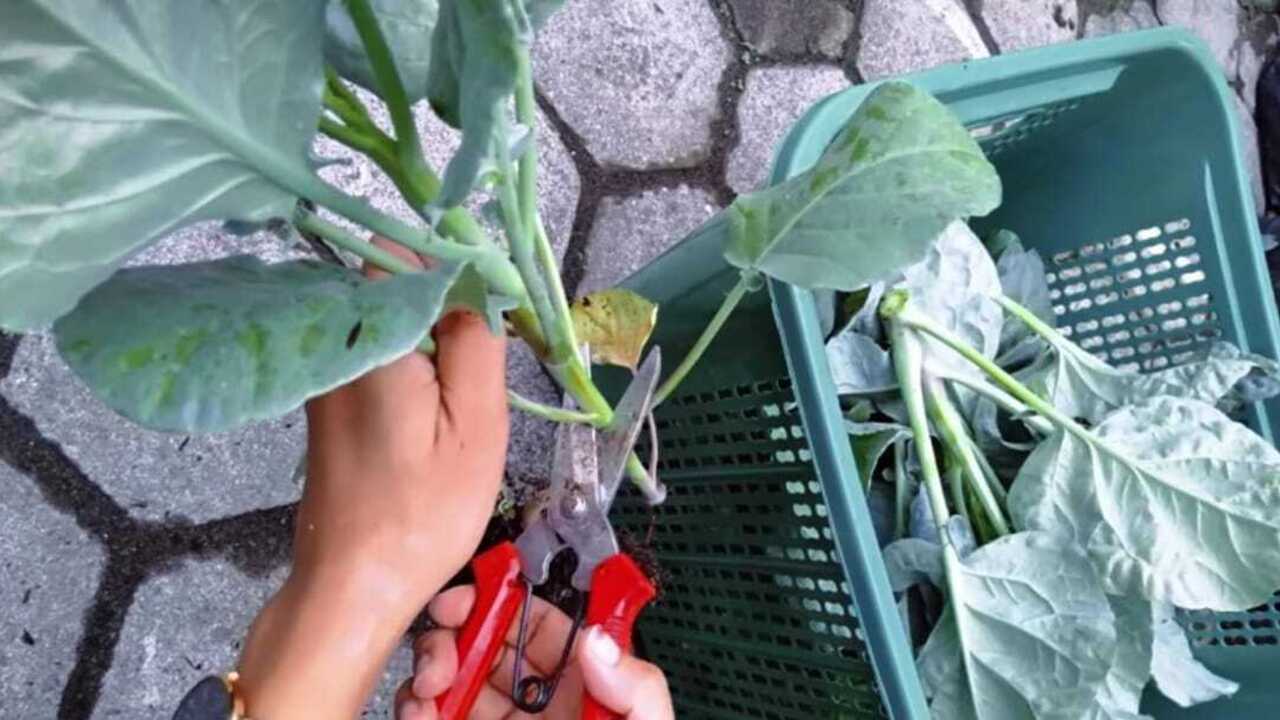 Kailan Si Hijau Kaya Nutrisi, Begini Cara Mengolahnya Yang Benar Agar Gizinya Tetap Terjaga