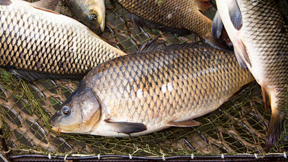 Manfaat Ikan Gurami: Kesehatan dan Keberlanjutan dalam Konsumsi