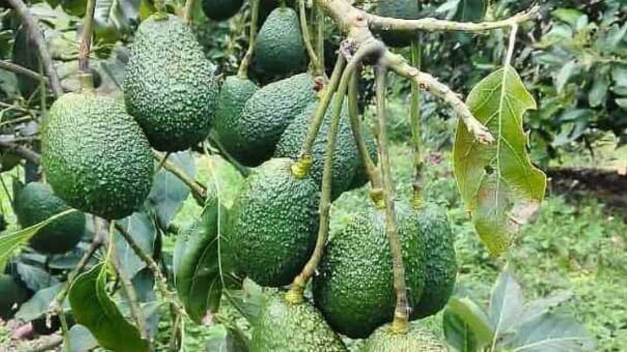 Keunikan Buah Alpukat Hass Si Buah Kenyal yang Menjadi Primadona Dunia