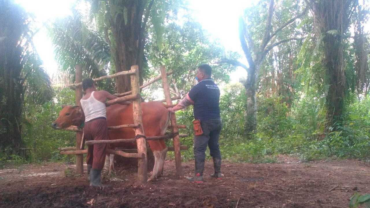 Tingkatkan Produksi Sapi, Ratusan Ekor Sapi di Prabumulih Kawin Suntik