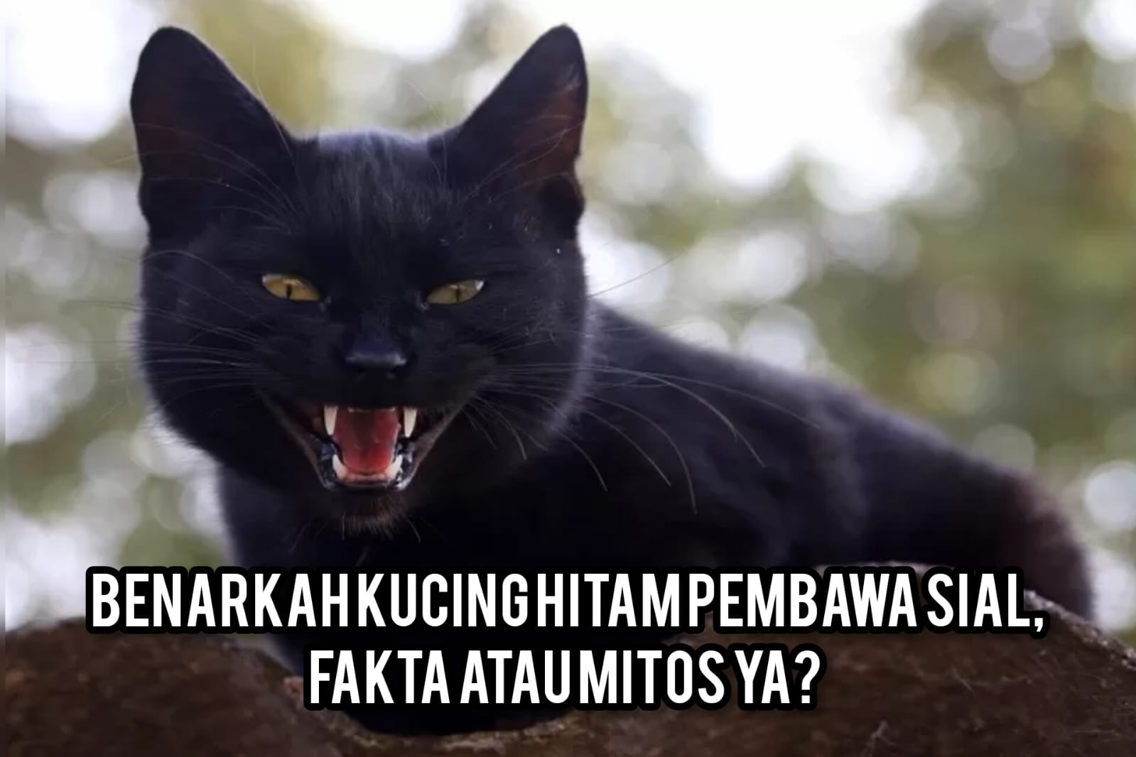 Benarkah Kucing Hitam Pembawa Sial, Fakta Atau Mitos ya? 