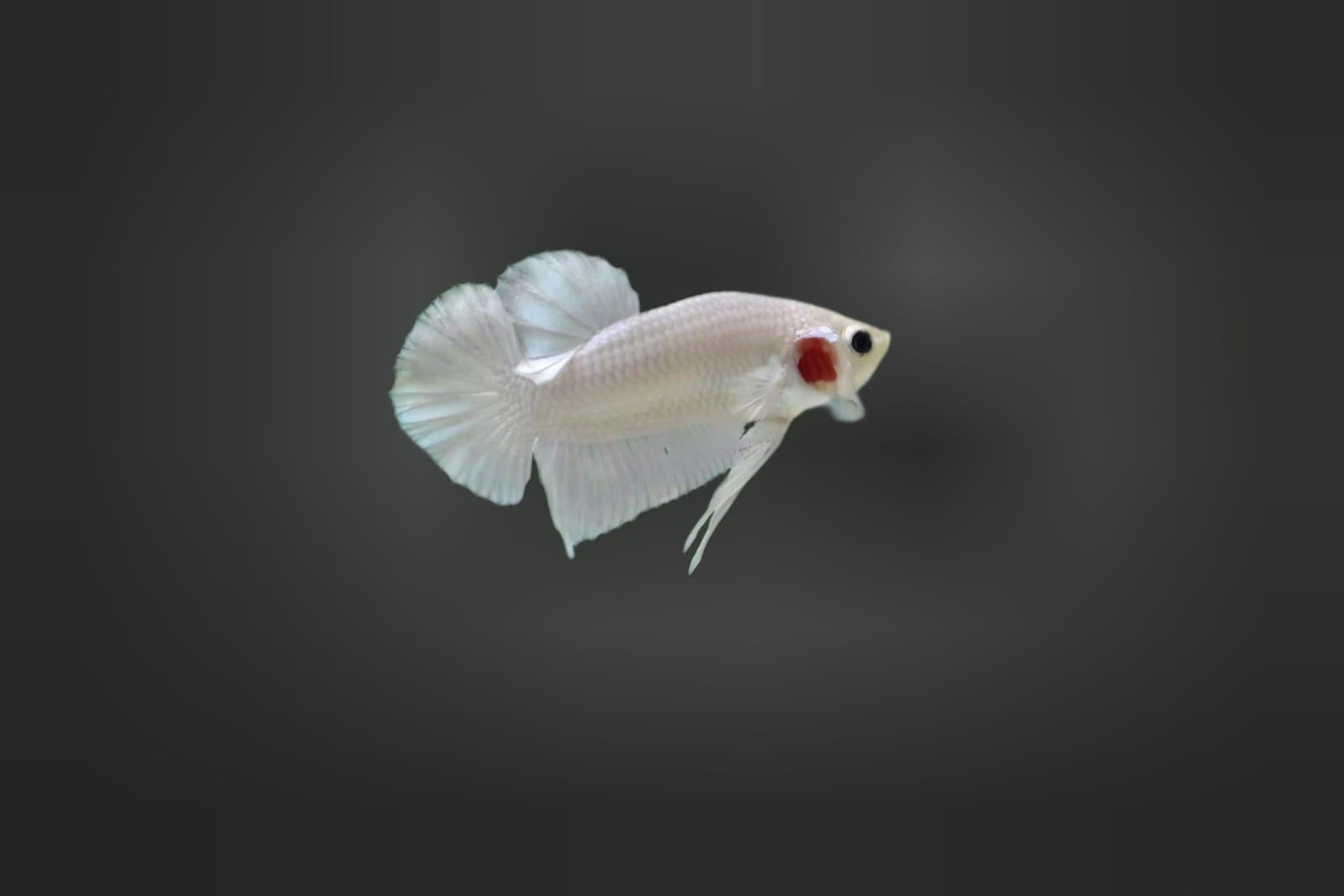 Ikan Cupang Plakat, Keindahan dalam Bentuk Mini yang Menawan