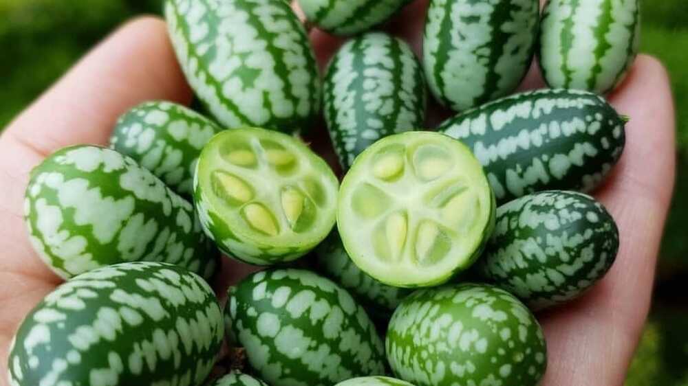 Cucamelons si Buah Kecil dengan Keajaiban Besar di Dunia Pertanian