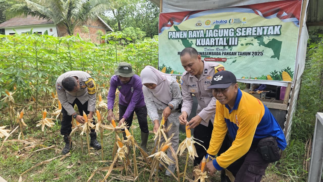 Dukung Ketahanan Pangan, Polsek Lawang Kidul dan Warga Panen Jagung 