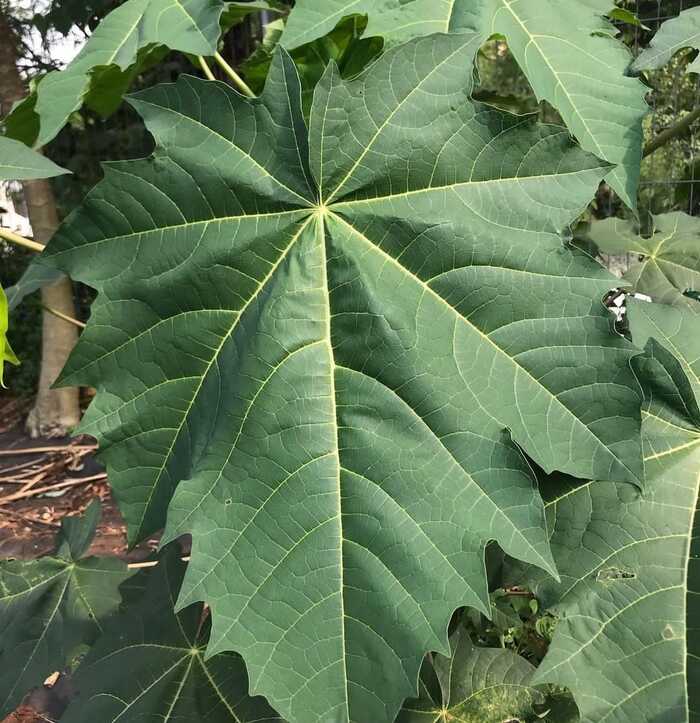 Manfaat Daun Pepaya untuk Kecantikan Kulit Tergaransi