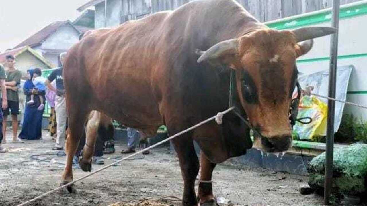 Bupati Panca Serahkan Sapi Qurban dari Presiden RI kepada Warga Indralaya Mulya