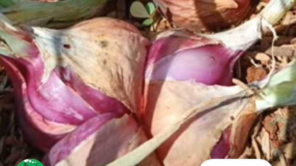 Bawang Merah Dapat Mengatasi Ketombe Serta Kerontokan Rambut 