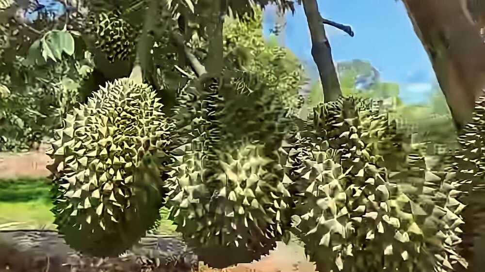 Mengandung Serat yang Cukup Tinggi, Durian Semakin Nikmat Dikonsumsi untuk Pencernaan Lebih Sehat 