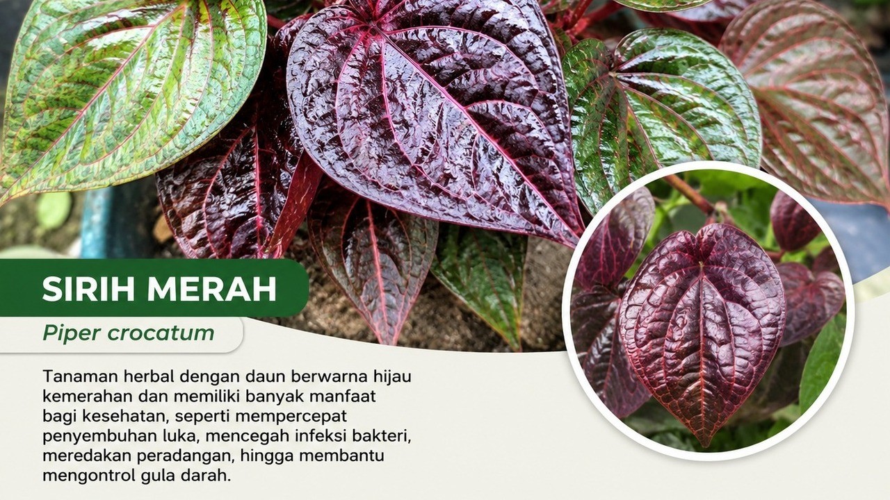 Sirih Merah, Herbal Kaya Manfaat untuk Kesehatan