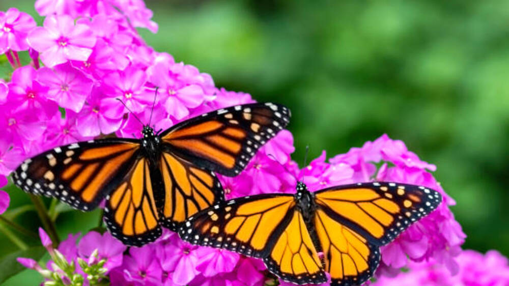 Keajaiban Cahaya pada Sayap Kupu-kupu: Memahami Struktur Mikroskopis yang Menciptakan Kecantikan Alami