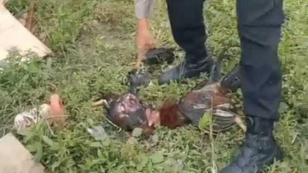 Diduga Harimau Bantai Belasan Ayam Warga Kemiling