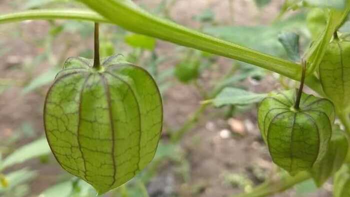 Ciplukan si Buah Nostalgia Masa Kecil yang Kaya Manfaat