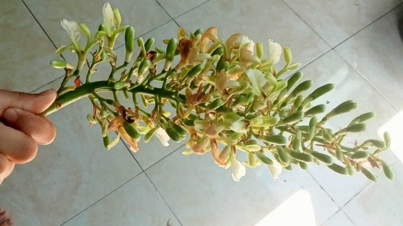Bunga Lengkuas, Si Kecil yang Punya Segudang Manfaat untuk Kesehatan