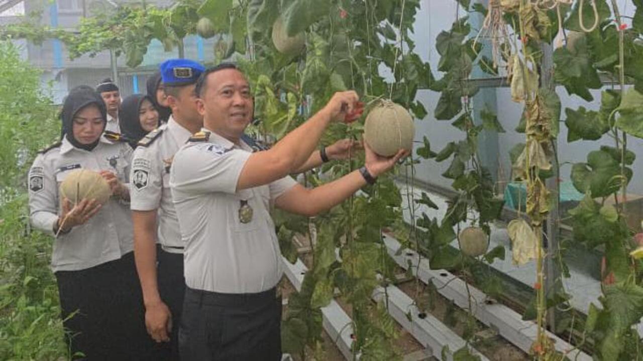 Panen Melon, Lapas Muara Enim Perkuat Ketahanan Pangan