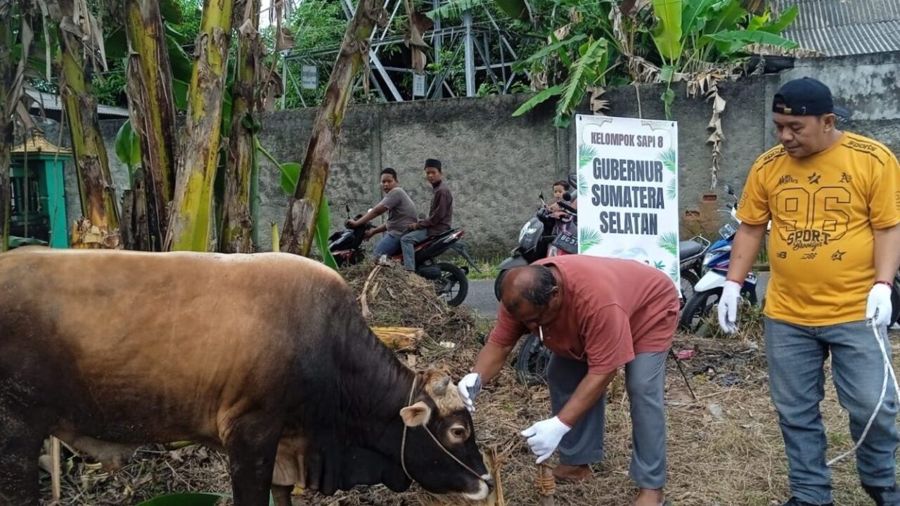 Dapat Bantuan Sapi dari Herman Deru, Masjid Al Barokah Sembelih 15 Hewan Kurban
