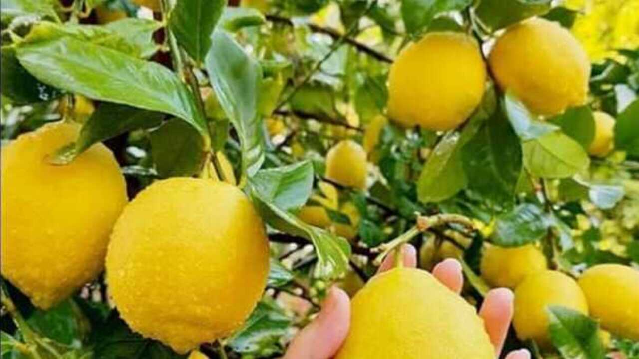 Manfaat Buah Lemon untuk Kesehatan dan Kecantikan