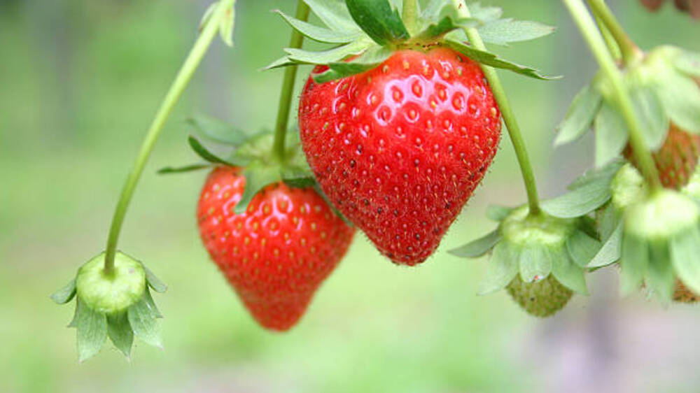Melindungi Kebun Strawberry Anda: Strategi Efektif dalam Melawan Hama pada Tanaman Strawberry