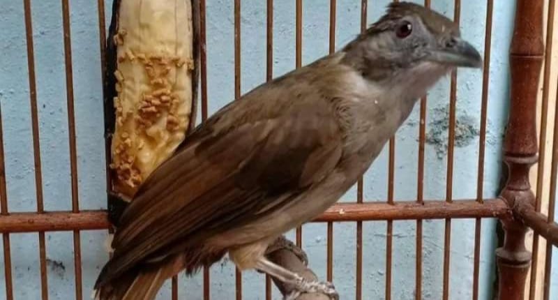 Pecinta Burung Kicau Pemula Wajib Tahu Ini ! Burung Kapas Tembak Guru untuk Masteran Burung Kicau Lain