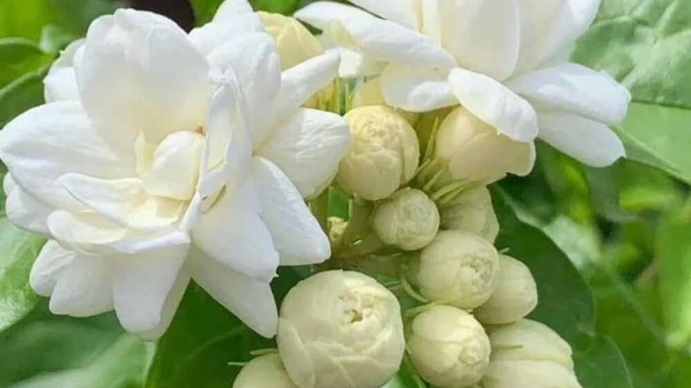Tren Kecantikan Alami: Apakah Produk Kecantikan yang Mengandung Bunga Melati Cocok untuk Kulit Sensitif?
