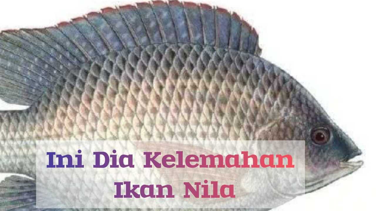 Kelemahan Ikan Nila : Sensitif Terhadap Kekurangan Oksigen Begini Cara Mengatasinya