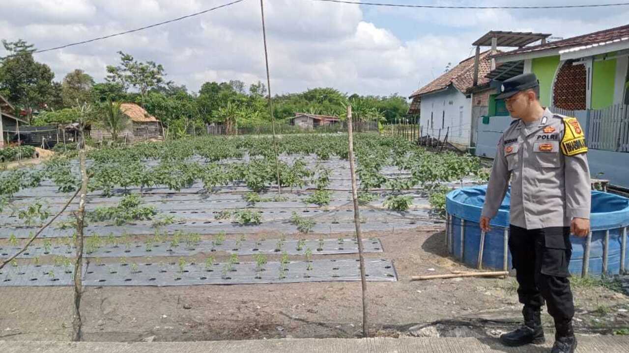 Dukung Ketahanan Pangan, Tanam Cabai di Pekarangan
