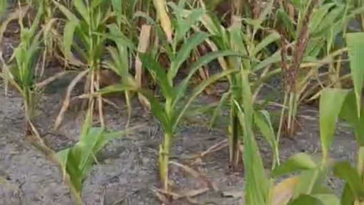 Musim Kemarau, Pertumbuhan Jagung Kurang Optimal