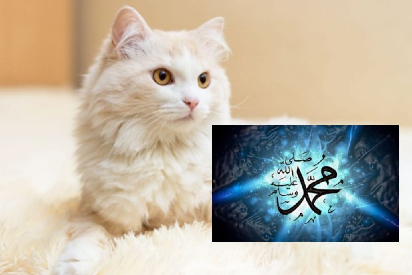 Jejak Kasih Sayang Nabi Muhammad SAW pada Kucing Peliharaannya, Muezza