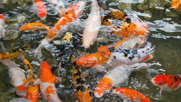 Keajaiban Koi, Ikan Hias yang Bisa Hidup Hingga 226 Tahun