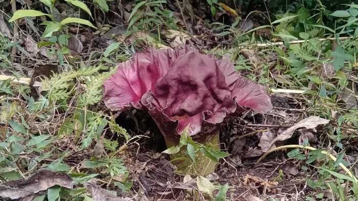 Bunga Bangkai di Lereng Bukit Sulap Tidak Sabar Mekar Dipenghujung Kemarau, Pertanda ...