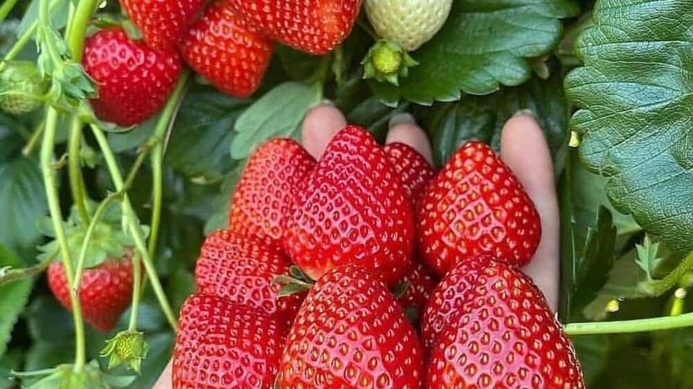 Tips dan Trik dalam Menyimpan Buah Strawberry dalam Freezer untuk Penggunaan dalam Smoothie