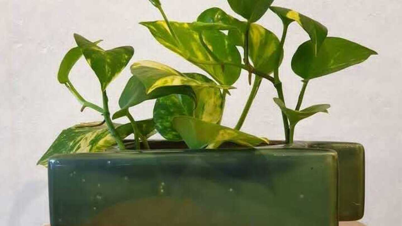 Menanam Tanaman Hias Secara Hidroponik, Solusi Praktis Mempercantik Rumah Tanpa Repot