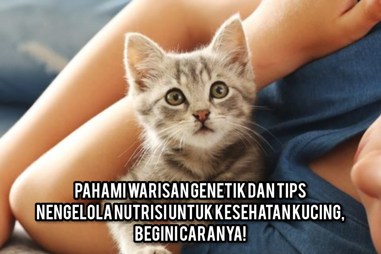 Pahami Warisan Genetik dan Tips Nengelola Nutrisi Untuk Kesehatan Kucing, Begini Caranya!