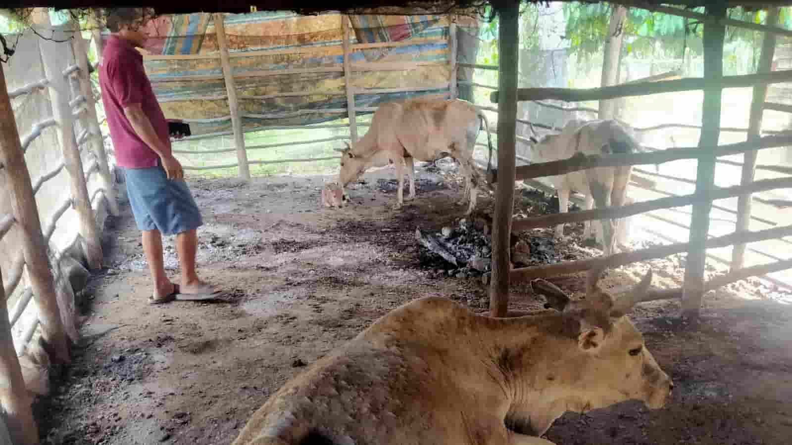 Sapi Warga Bengkuang Terserang LSD, 5 Mati dan Puluhan Terjangkit