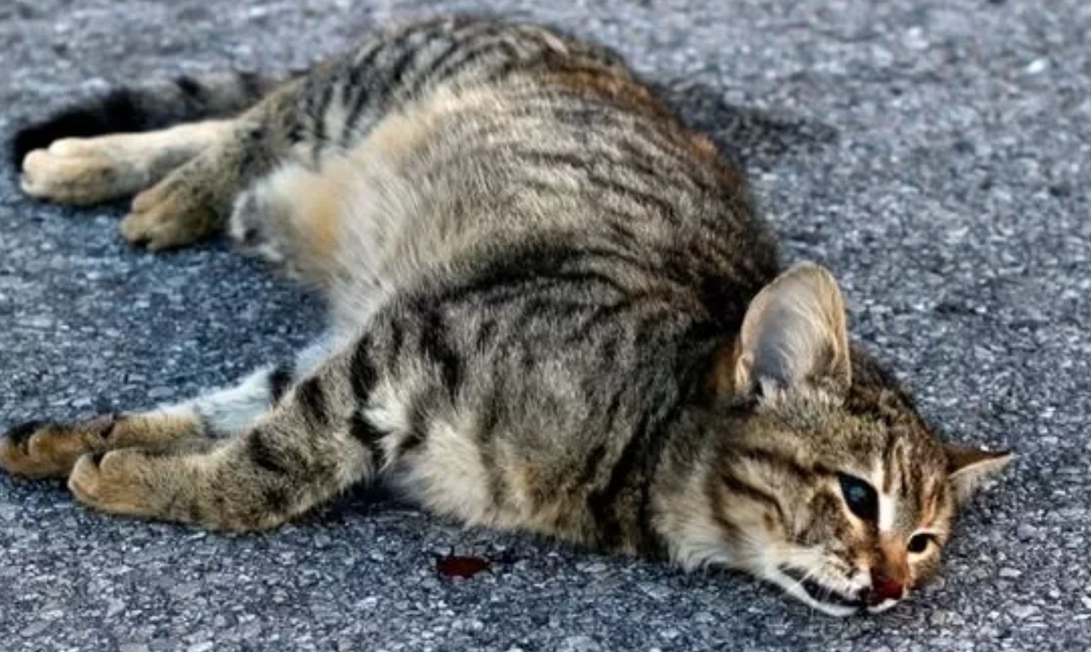 Kucing Kesayangan Mati, Berikut Cara Penguburan dan Penghormatan Terakhir Menurut Islam