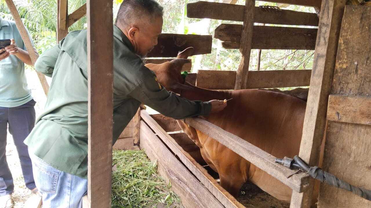 Dinas Pertanian OKU Cegah Penyebaran PMK