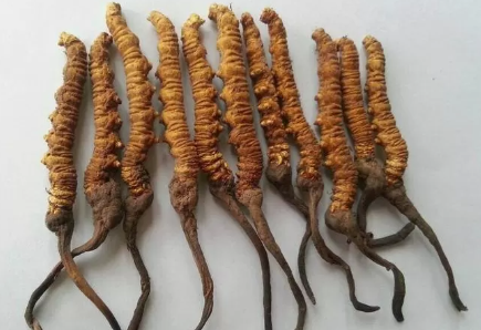 Ini  6 Manfaat Jamur Yarsagumba, Viagra Dari Himalaya