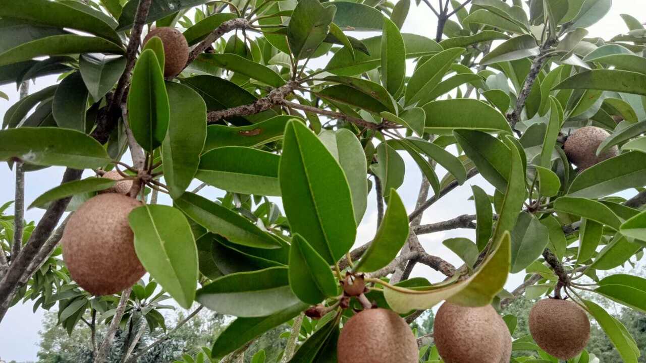Sawo Si Buah Tropis Manis Legit, Bantu Jaga Kesehatan Jantung