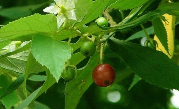 Tidak Banyak Yang Tahu, Ternyata Daun Buah Seri Juga Punya Manfaat Bagi Kesehatan Loh