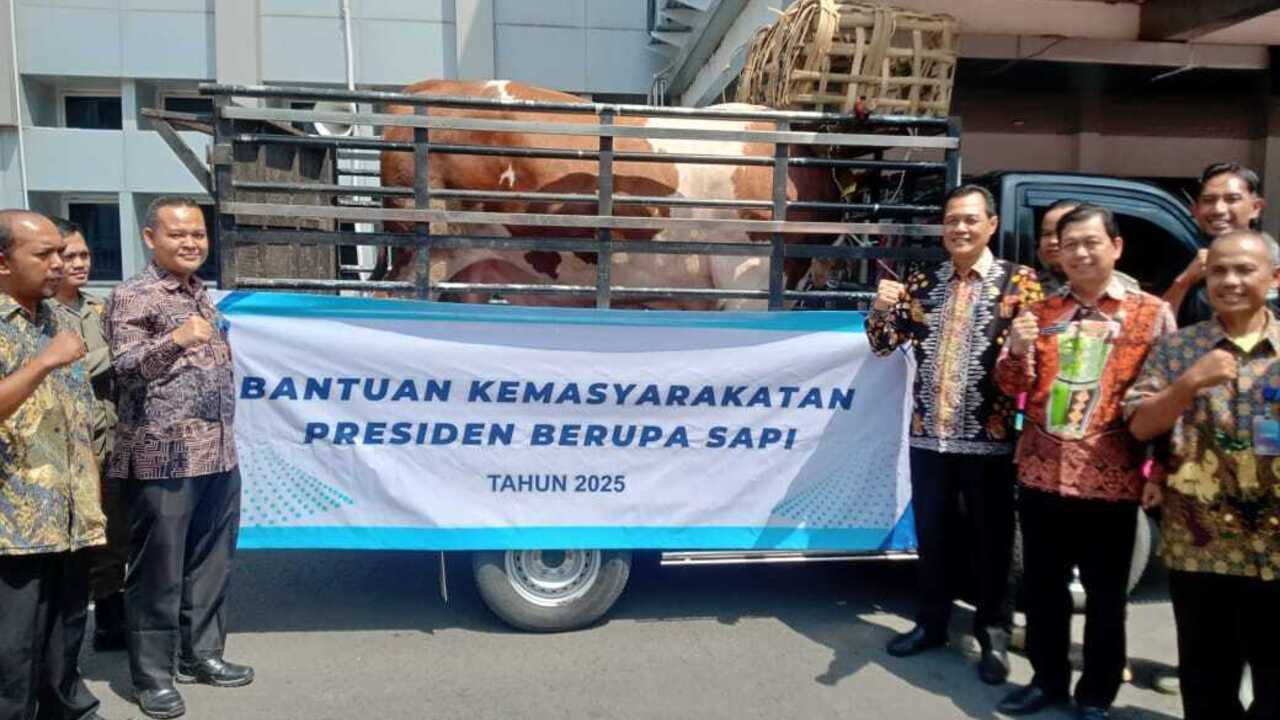 Muara Enim Terima Sapi Kurban Bobot 900 Kg dari Presiden RI
