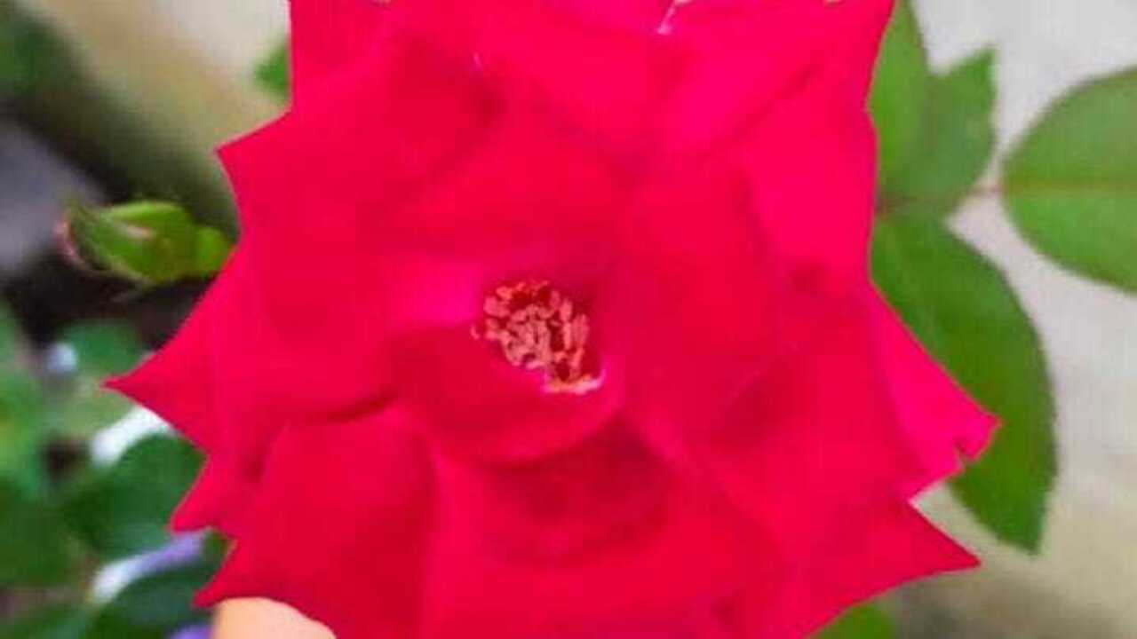 Bunga Mawar, Simbol Cinta dan Energi Positif yang Dipercaya Membawa Keberuntungan