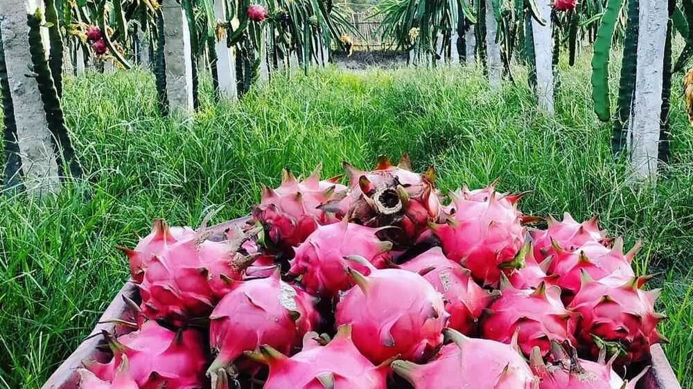 Keajaiban Buah Naga dalam Mendukung Kesehatan Balita