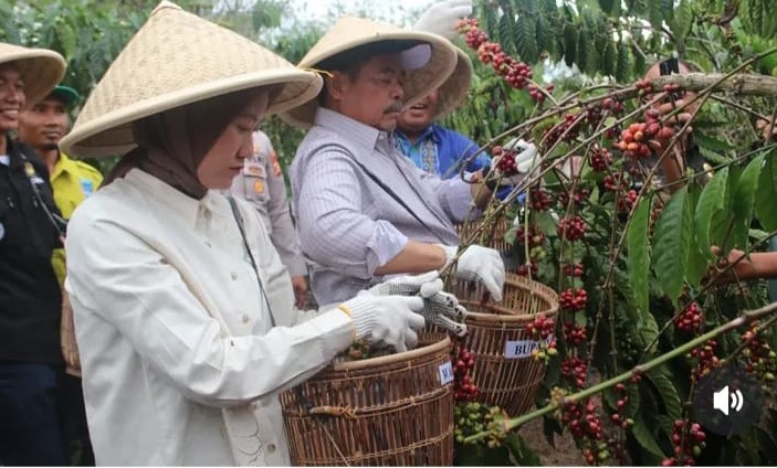Kopi Lahat: Jejak Panjang, Tantangan, dan Harapan Baru
