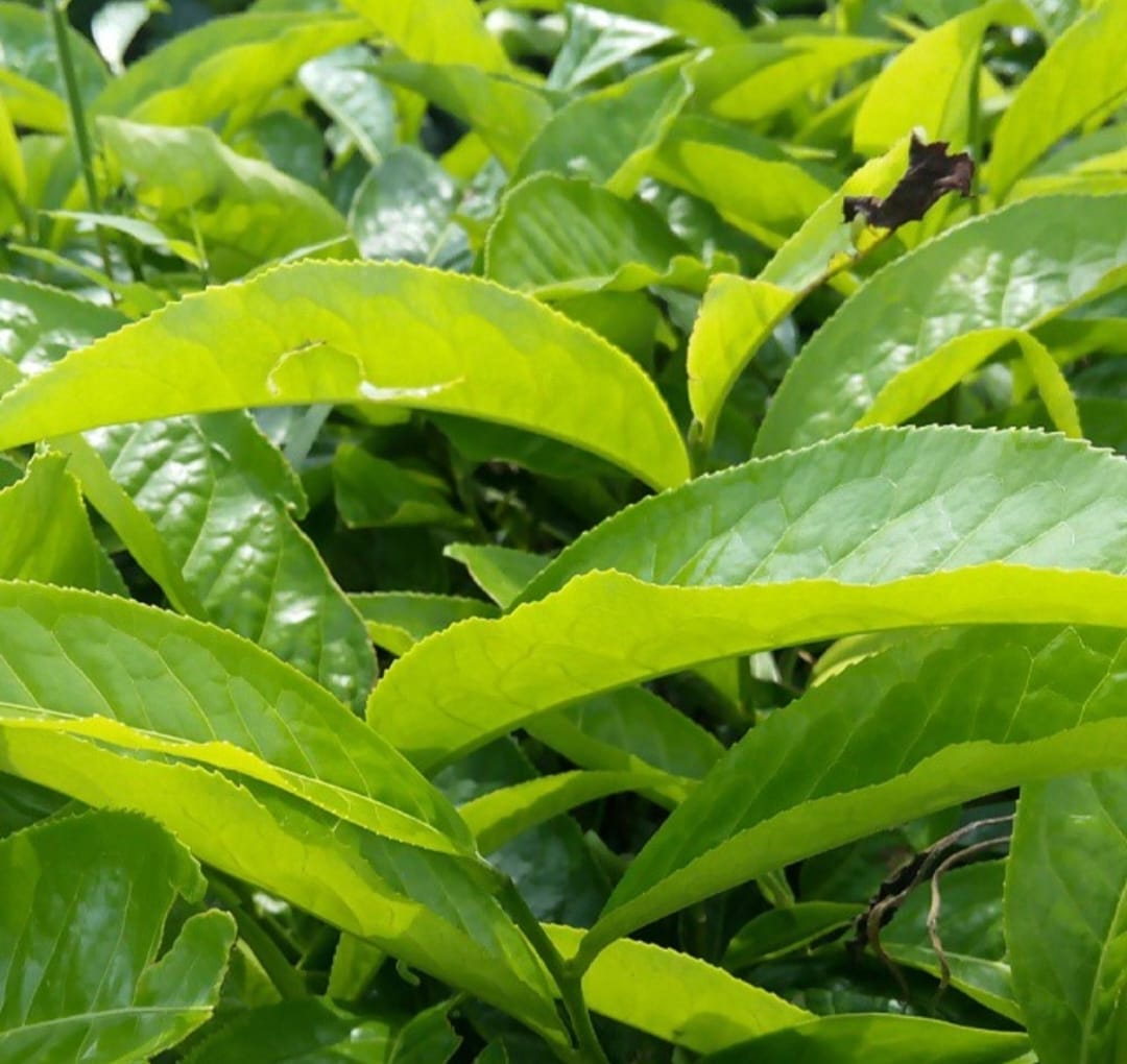 Keajaiban Daun Teh: Mencerahkan Kulit, Mengurangi Kantung Mata, dan Meremajakan Rambut Anda!