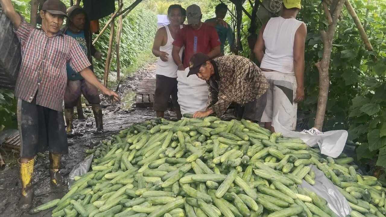 Budidaya Timun di Pulau Semambu : Pilihan Tepat untuk Petani Lokal