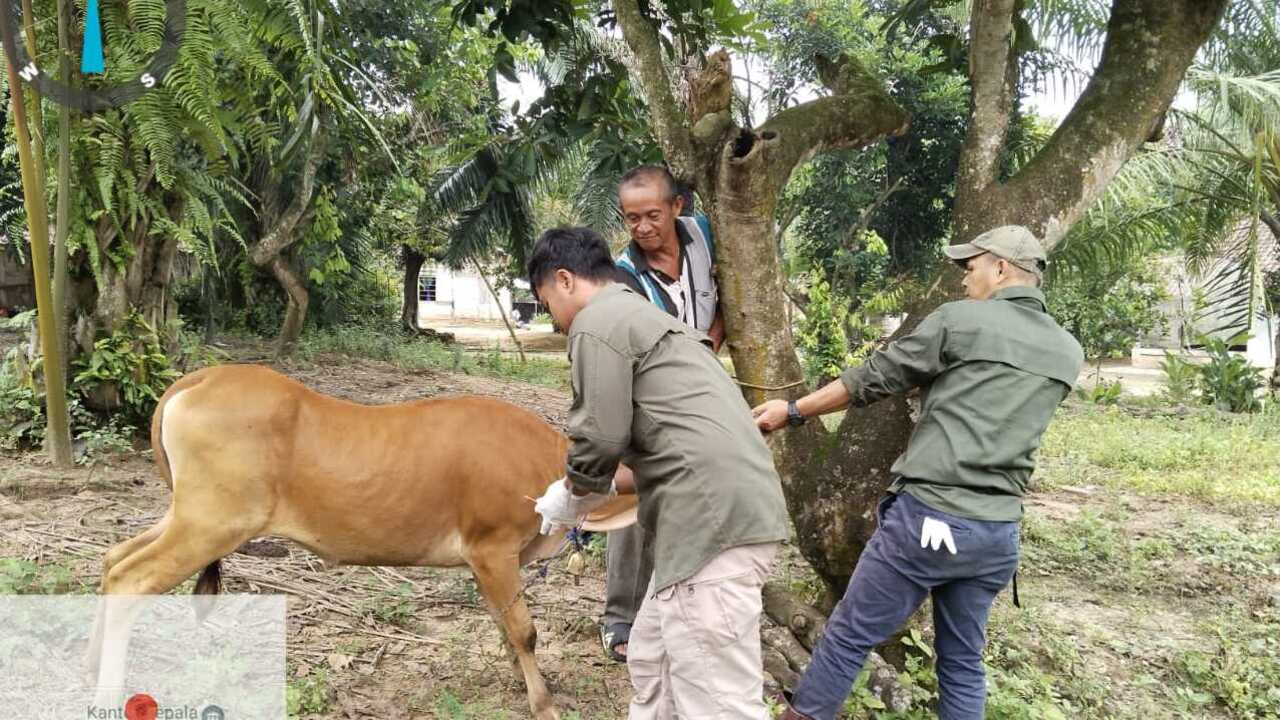 Puluhan Ribu Hewan Ternak di OKU Berhasil Divaksin PMK