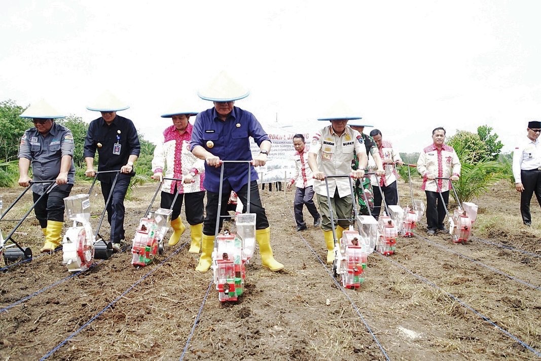 Mau Tanam Jagung? Bisa Mencontoh yang Dilakukan Petani di Burnai Timur