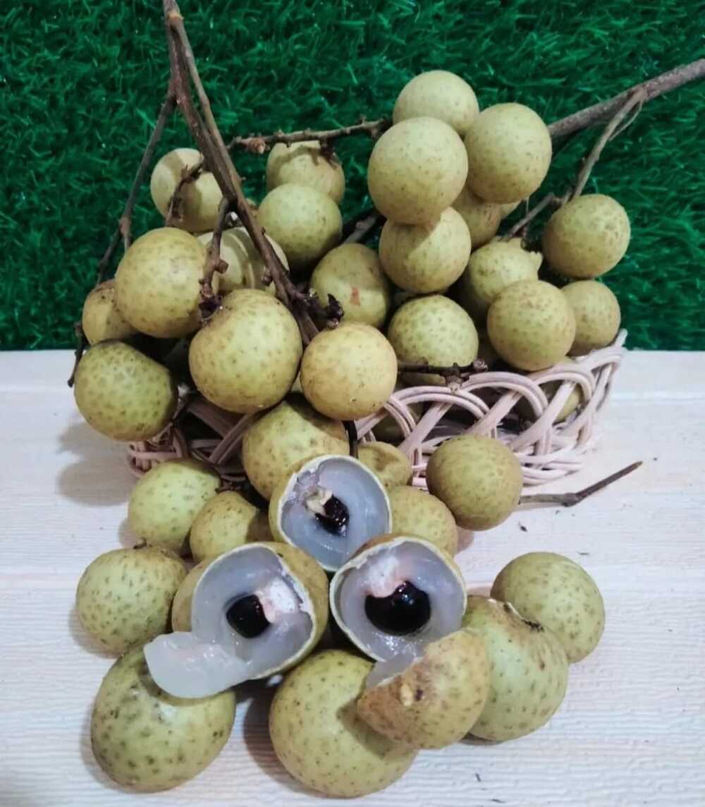 Munculnya Kelengkeng Bermutu Tinggi Meningkatkan Produksi Buah di Indonesia