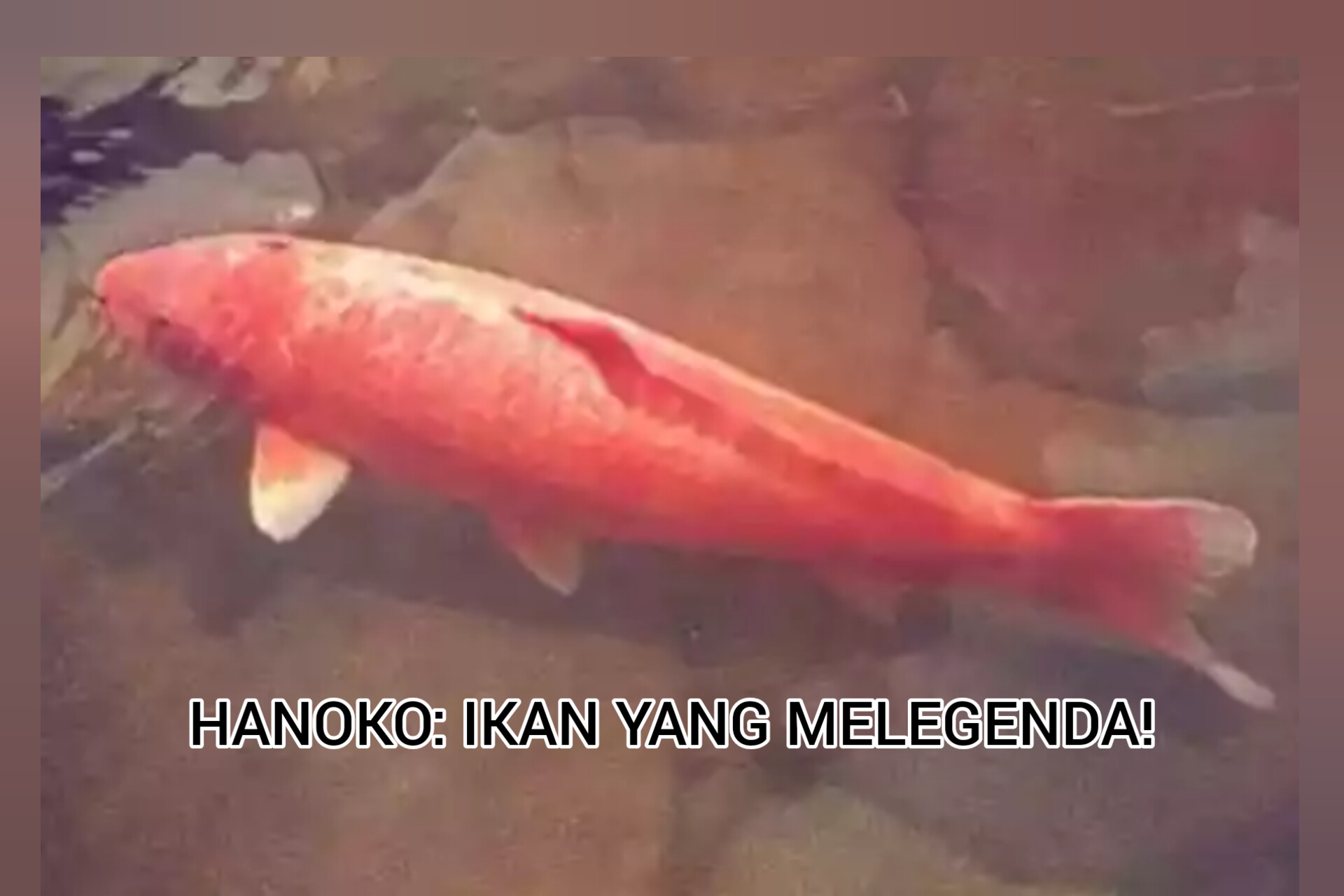 Kisah Hanako, Ikan Koi Tertua di Jepang yang Menjadi Legenda